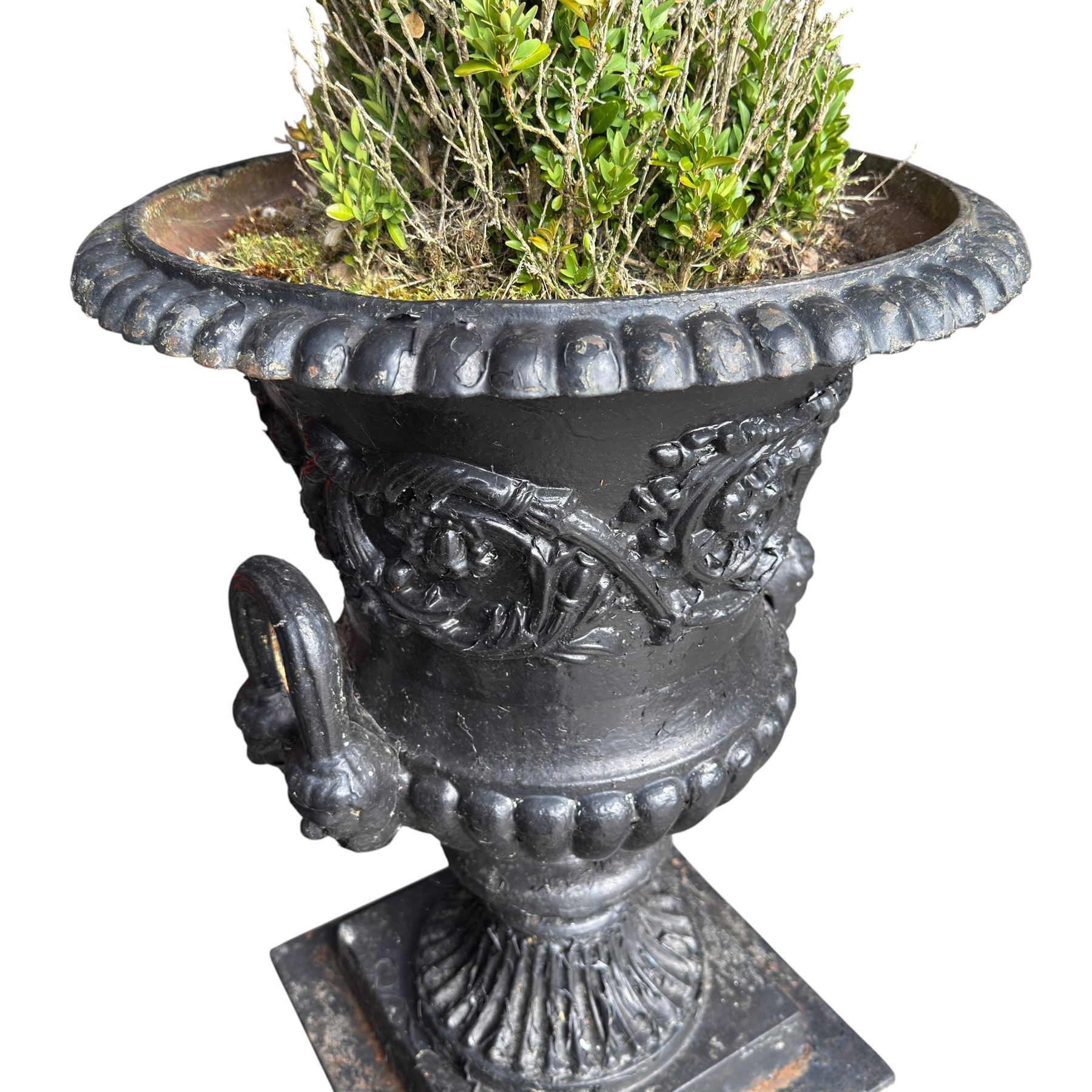 Pair of Victorian cast iron campana form garden urns, the gadrooned flared edge over a scrolling acanthus relief body, with twin male mask handles to each side, over a lobed underbelly with fluted socle, the rectangular pedestals with relief floral garlands and stepped base, in rustic black-painted finish, planted