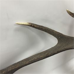 Taxidermy: Red Deer (Cervus elaphus), adult male imperial stag shoulder mount looking straight ahead, ten point antlers, mounted upon a shaped wooden shield, D65cm