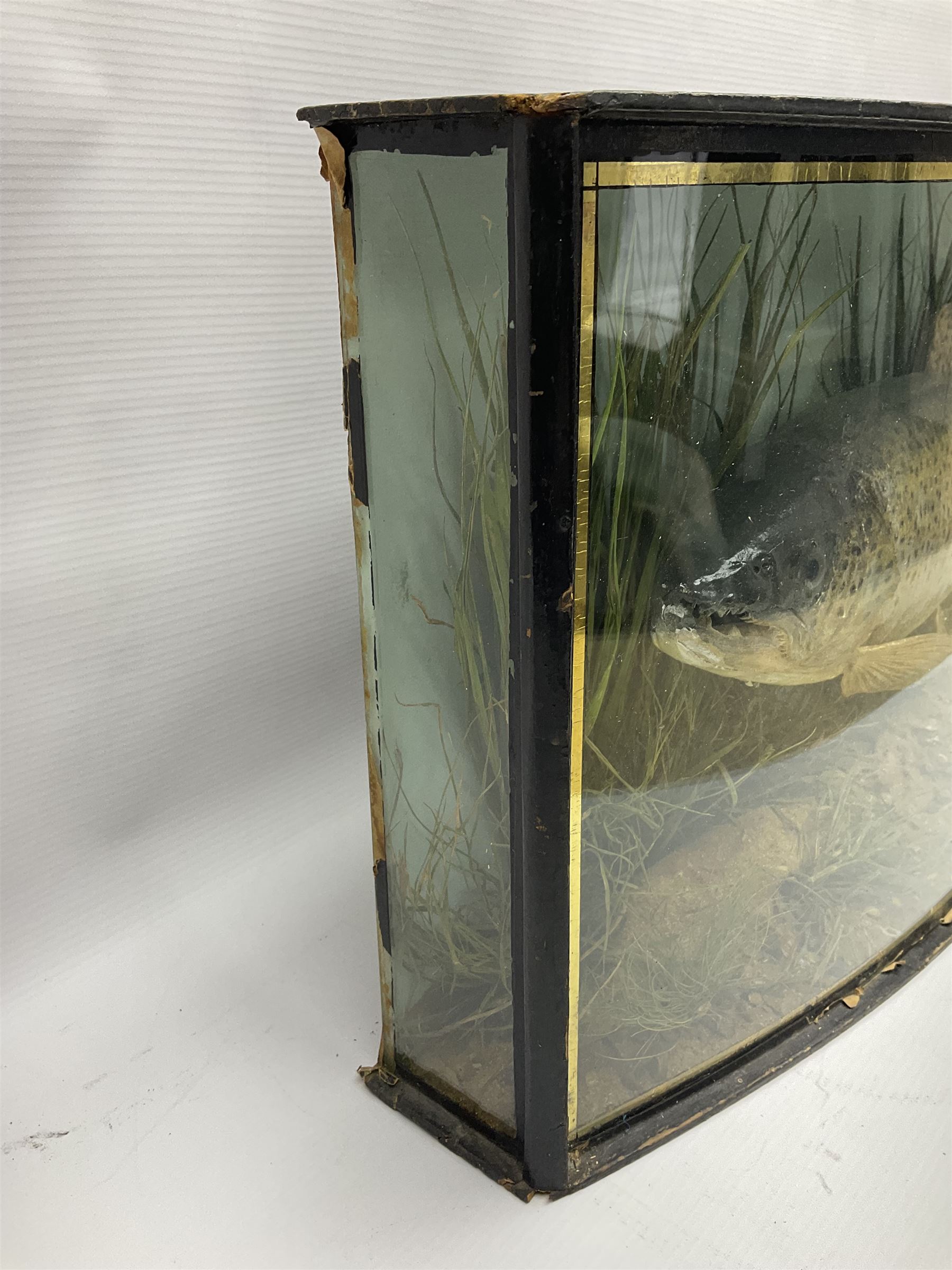 Taxidermy: Brown trout (Salmo trutta), skin mount set above a pebbled river bed with reeds and ferns, against blue painted back drop, enclosed within an ebonised bow-front display case, with 'Costa Beck June 8th 1920, Weight 3 3/4lbs',inscribed to the glass, H31cm, L62cm 