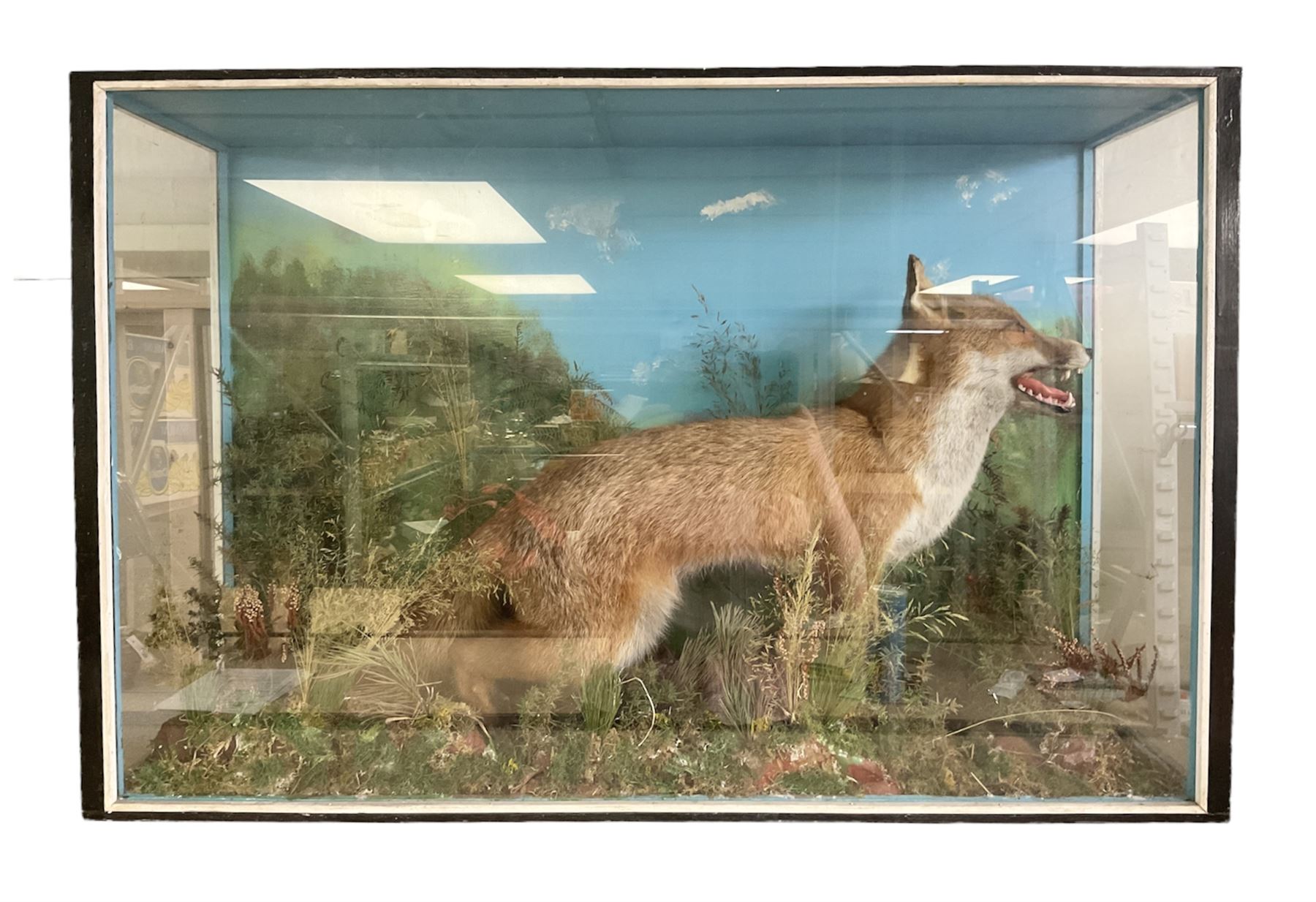 Taxidermy: Cased diorama of a Red Fox (Vulpes vulpes) standing in naturalistic setting upon rocky modelled base detailed with long grasses and heather, set against a sky painted backdrop, enclosed within a three panel ebonised display case, H65.5cm, D30.5cm

