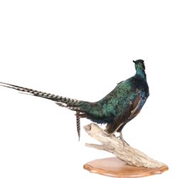 Taxidermy: Red Grouse (Lagopus lagopus) and Melanistic Cock Pheasant (Phasianus colchicus), roe deer shoulder mount (Capreolus capreolus)