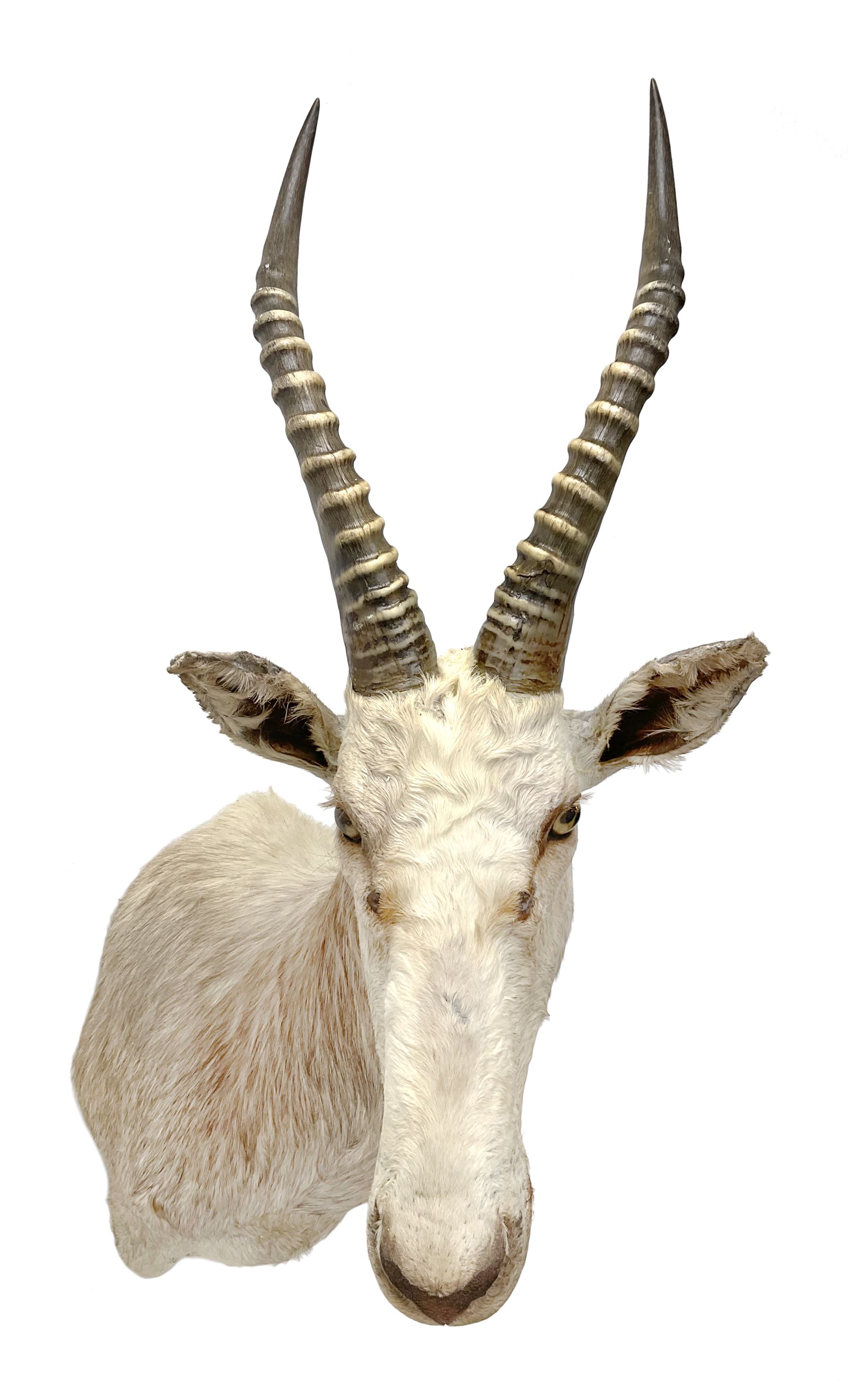 Taxidermy: White Blesbok (Damaliscus pygargus phillipsi), light coloured shoulder mount, approximately H85cm
