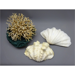  Two Clam shells and a section of white Coral, H22cm (3)  