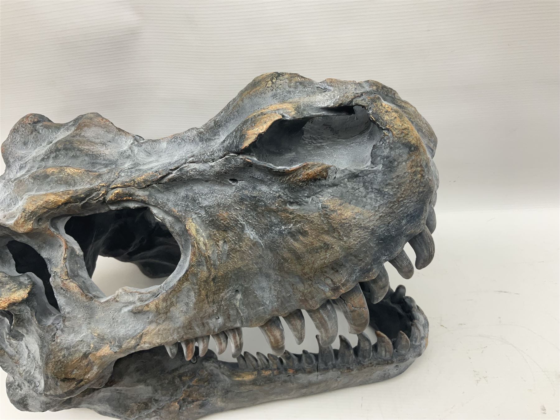 Composite model of a T-Rex dinosaur Skull, L50cms, H36cm 