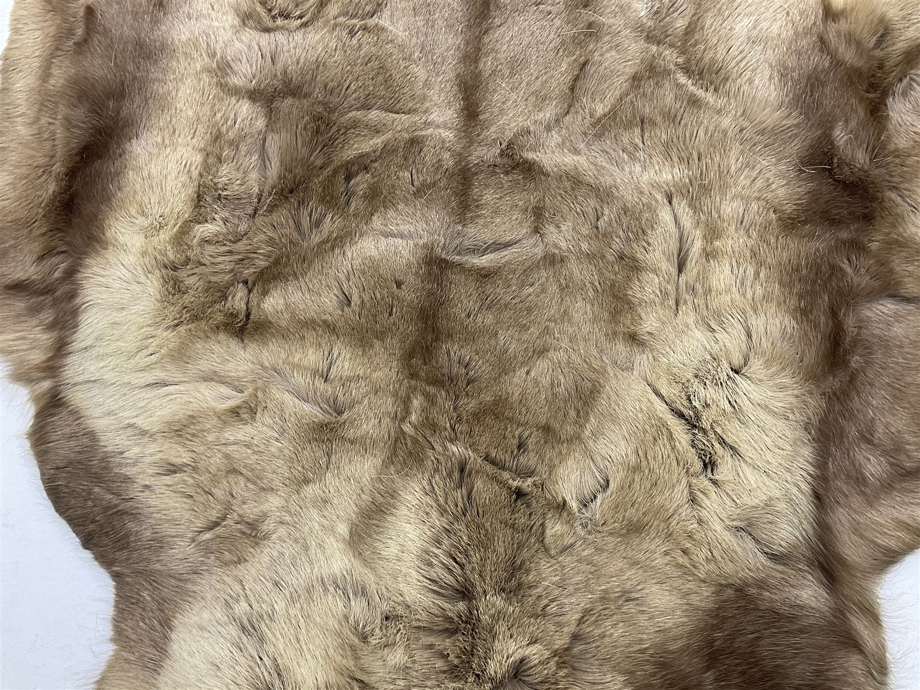 Taxidermy; Goat (Capra aegagrus hircus) pelt and deer (Cervidae) pelt, largest example L127cm