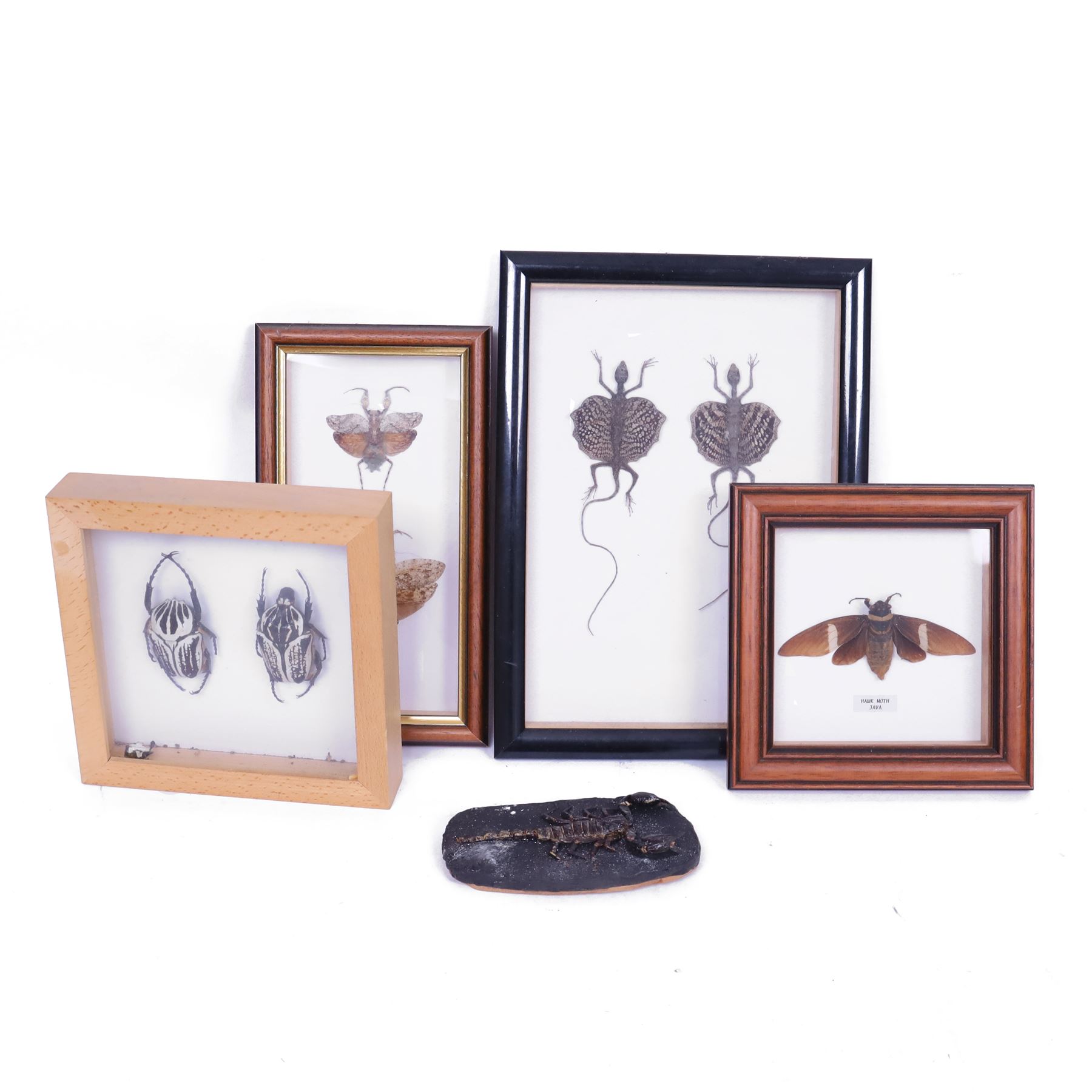 Entomology; four framed cases including Flying Lizards (Yellow Dracos), Beetles (Goliathur Albosighatus), Hawk Moth (Sphingidae) and Praying Mantis (Cobra), together with a scorpion on open display