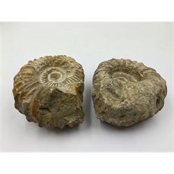 Pair of limestone Ammonite fossils, age; Cretaceous period, location; Morocco, D10cm