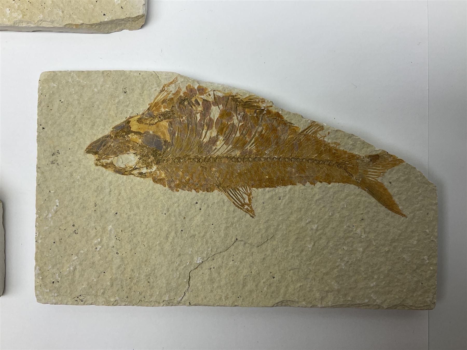 Three fossilised fish (Knightia alta) each in an individual matrix, age; Eocene period, location; Green River Formation, Wyoming, USA, largest matrix H9cm, L15cm