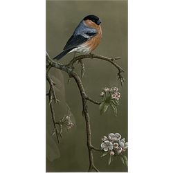 Robert E Fuller (British 1972-): Eurasian Bullfinch, limited edition colour print signed and numbered 22/850 in pencil 31cm x 15cm