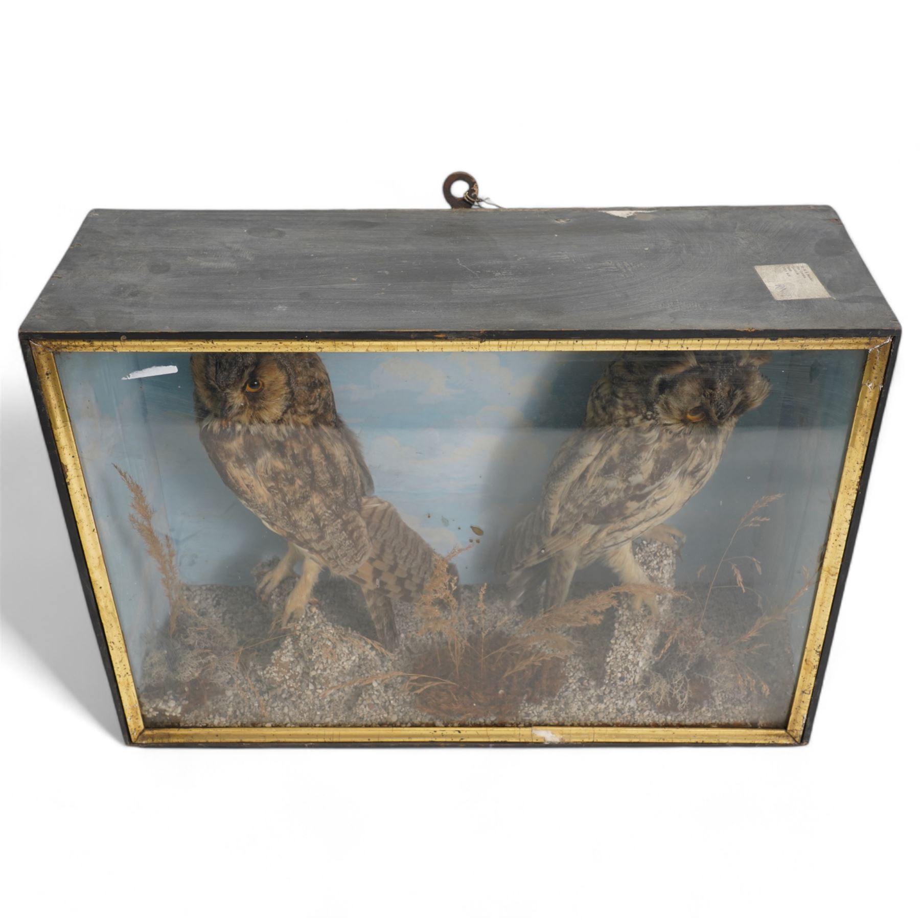 Taxidermy: Victorian case pair of long-eared owls (Asio Otus), male and female full mounts, with in naturalistic setting and blue sky painted background, encased within an ebonised single glass display case with gilt frame, 53cm x 38cm x 19cm