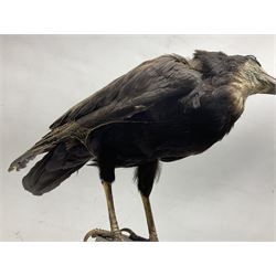 Taxidermy; European Jay (Garrulus glandarius), adult mount perched upon a tree stump, together with French partridge (Alectoris rufa), upon a wall mounted plaque and Carrion crows (Corvus corone) perched on a post, crow H54cm