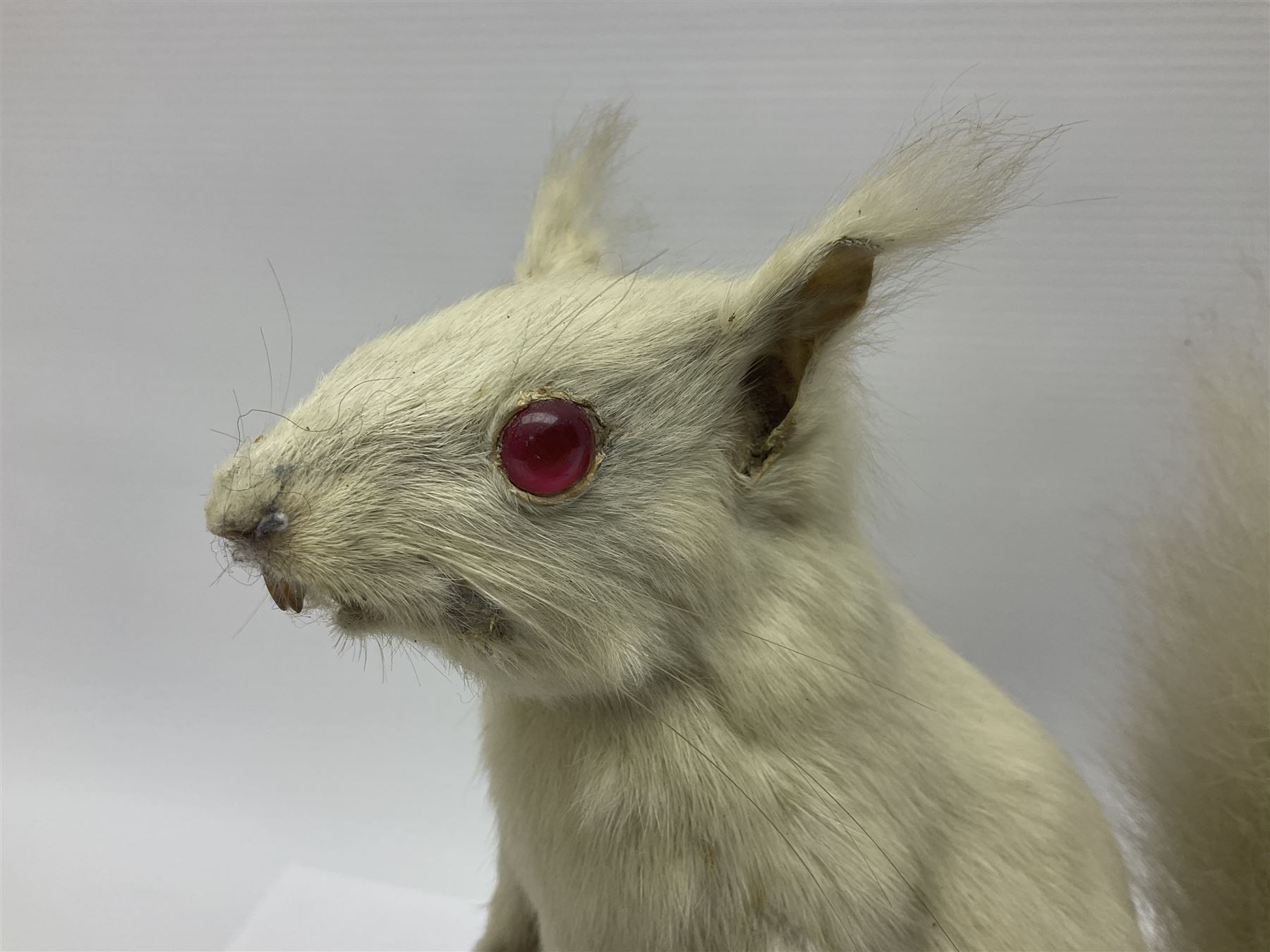 Taxidermy: Victorian albino Squirrel (Sciurus vulgaris), full mount adult, holding a hazelnut, upon naturalistic ground, enclosed beneath later glass dome with ebonised base, H32cm