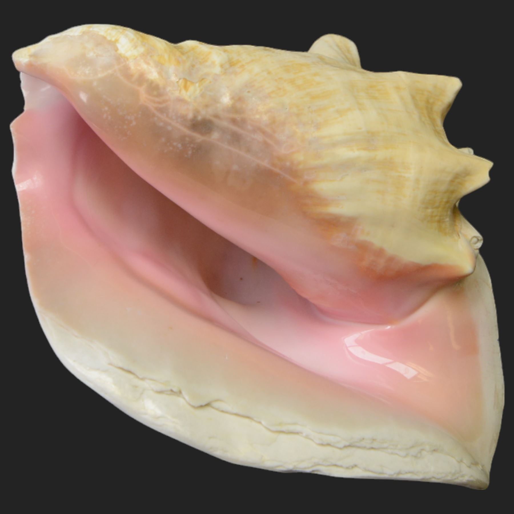 Conchology: including Abalone mother of pearl shell, Lambis shell, four conch shells, and others