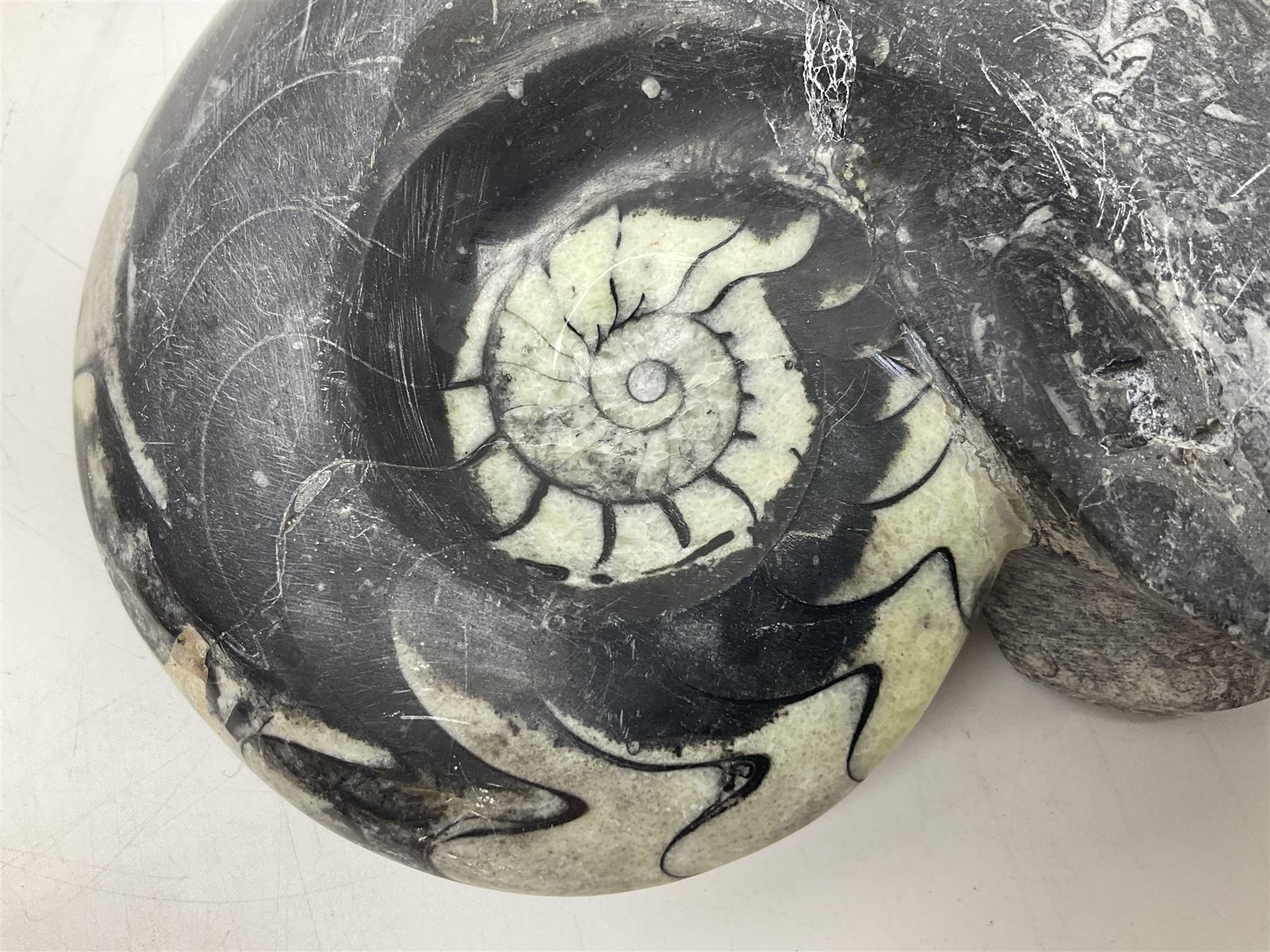 Polished Goniatite; Devonian period, H13cm, L16cm 