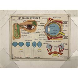 Three early 1980s Dutch medical posters, double sided decorated with colourful label anatomical diagrams, marked Hebri, Holland, W70cm H92cm