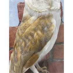 Taxidermy: Wall Mounted Barn Owl (Tito alba), dated 2001, by David Astley, Taxidermist, York, a high quality full mount adult male with head turning to the right, perched upon a short wooden beam, set against a faux brick back drop, width 50cm x height 55cm overall, bearing taxidermist's full paper trade label verso.
with Cites Article 10 (non transferable) licence no.24GBA102LOMN1 Cause of death RTA - 2001. This specimen would require a re-export licence to export from the UK, an import permit would be required into your chosen country, this is the responsibility of the buyer alone, David Duggleby Auctioneers and Valuers do not offer any onward re-export or import licences.