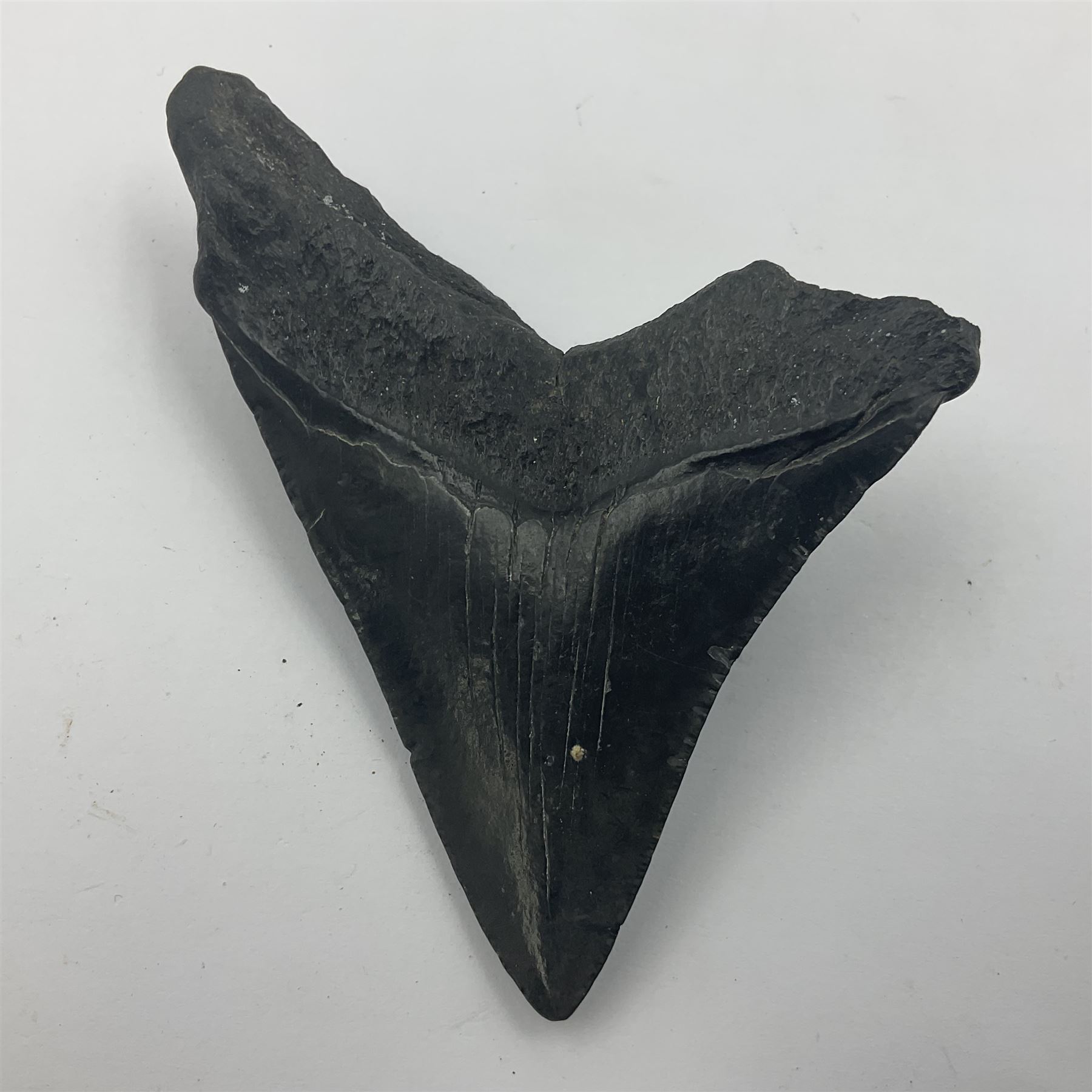 Black Megalodon (Otodus Megalodon) tooth fossil, age; Miocene period, H7cm, W9cm