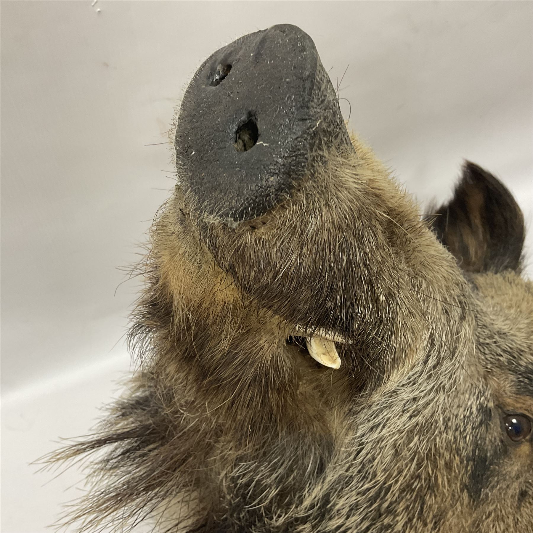 Taxidermy: European Wild Boar (Sus scrofa), adult male shoulder mount looking straight ahead