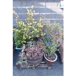  Metal bound wooden planter with shrub and five other planters with shrubs  