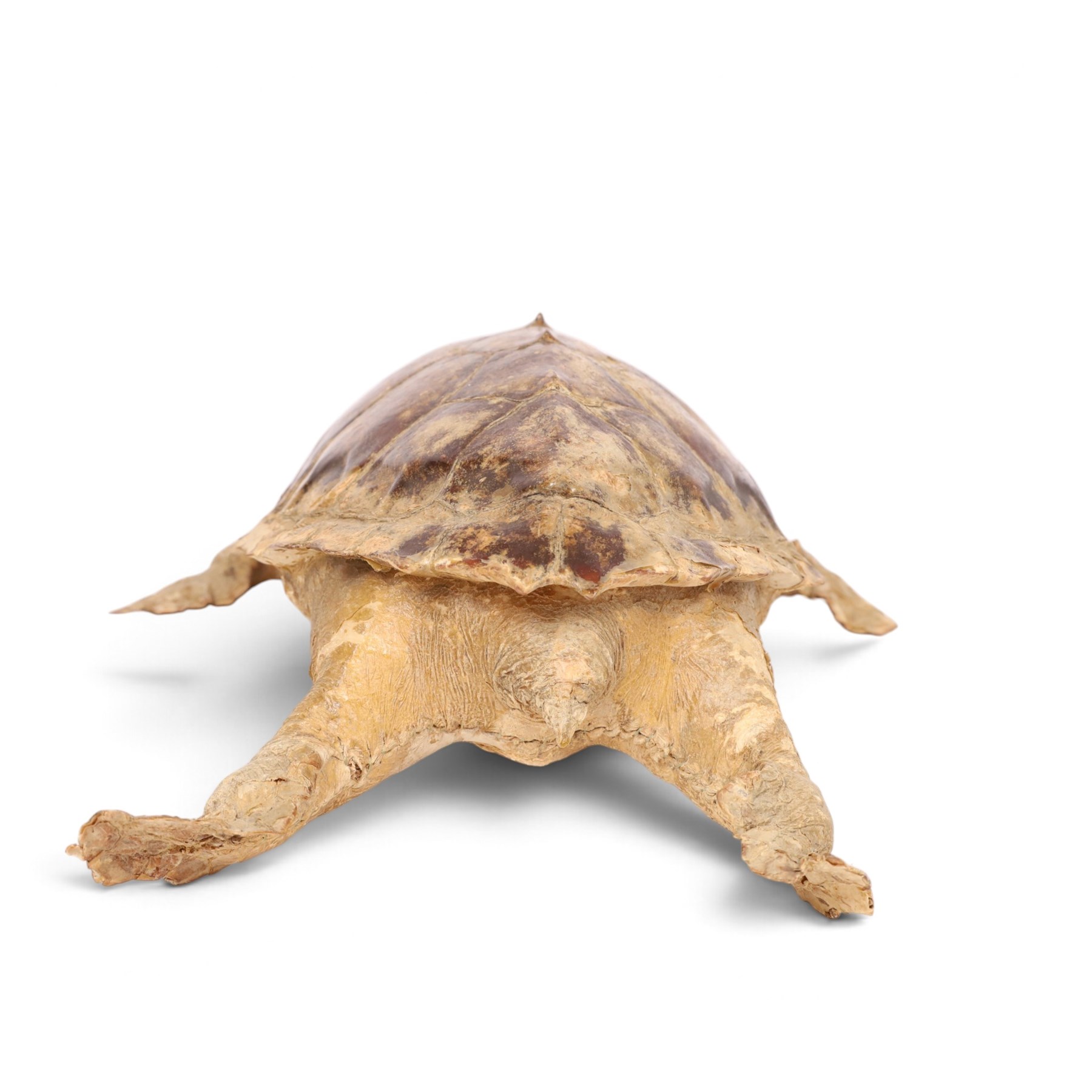 Early 20th century taxidermy Hawksbill Turtle (Eretmochelys imbricata), full mount in swimming pose, L63cm, Cites Annex A, Appendix II (exempt) This specimen would require a re-export licence to export from the UK, an import permit would be required into your chosen country, this is the responsibility of the buyer alone