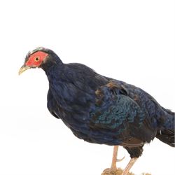 Taxidermy: Melanistic Cock Pheasant (Phasianus colchicus), full male adult mount upon a wooden base, H40cm