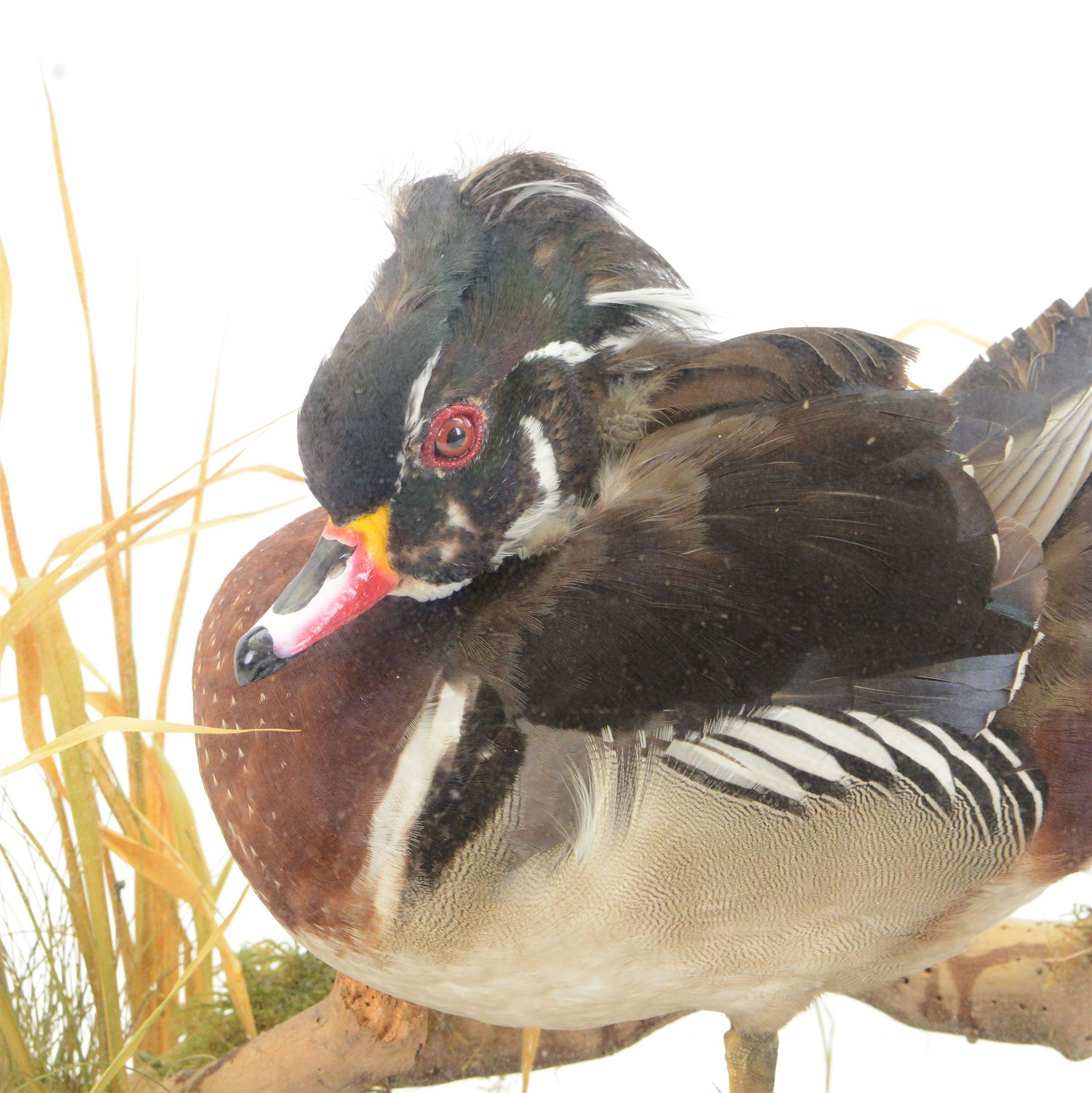 Taxidermy: Carolina Wood Duck (Aix sponsa), early 20th century, full drake mount, stood upon a tree stump covered mound with long grasses, within a glass case, H43cm 