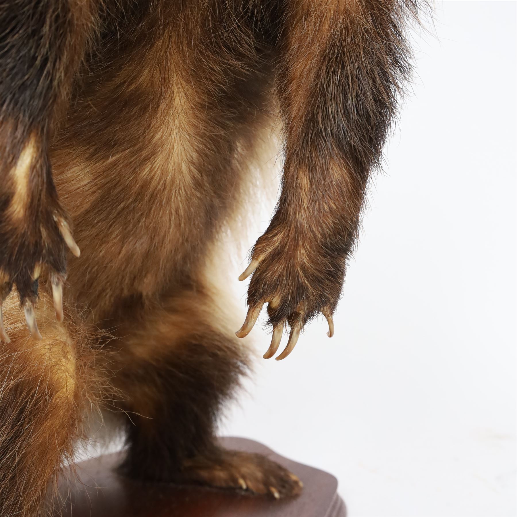 Taxidermy; European Badger (Meles meles), full male adult mount on open display, stood upon hind legs, upon a wooden base,with taxidermist label beneath, Dave Hornbrook  H40cm