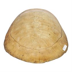 Natural History: Giant South American River Turtle Blonde Shell (Podocnemis expansa), circa 1900, L54cm, W40cm CITES Annex B, Appendix II; Not for sale to buyers outside the UK