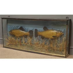  Taxidermy - a pair of Tench in naturalistic underwater setting, in glazed case, W112cm, H51cm   