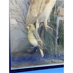Taxidermy: Early 20th century cased Barn Owl (Tito alba), and finch, in naturalistic setting, perched upon a tree stump, and detailed with long grasses, set against a painted light blue backdrop, encased within an ebonised single pane display case, with taxidermist paper label verso detailed E Allen & Co No 20 Stonegate York, and manuscript label ‘Owl killed by express train York Station 1907, was mounted for signalman W H Kilham’, H49.5cm L32.5cm D17.5cm
