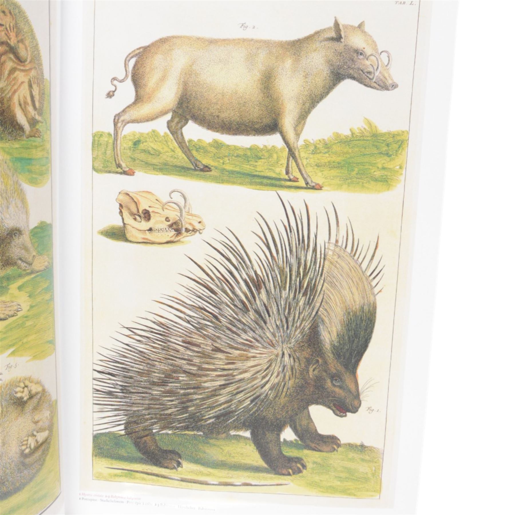 Albertus Seba; Cabinet of Natural Curiosities. The Complete Plates in Colour 1734-1765 Based on the copy in the Koninklijke biblitheek, The Hague, Published by Taschen, 