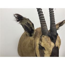 Taxidermy: Fringed-eared oryx (Oryx beisa callotis), circa 1960, by Rowland Ward Ltd,  adult male shoulder mount looking straight ahead, D62cm