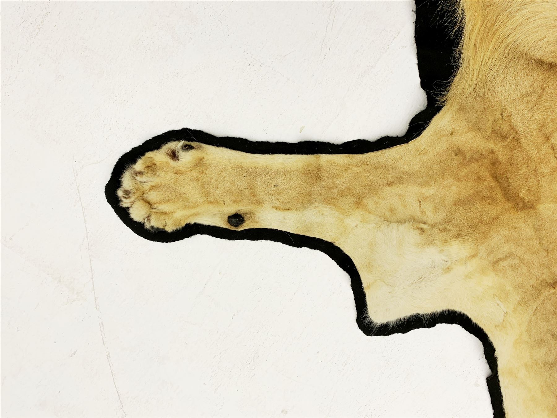 Taxidermy: African Lioness (Panthera Leo), full lioness skin and head mount, with black felt backing, L279cm