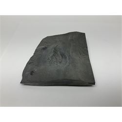 Two Crinoid slabs, age; Mississippian period, location; Gilmore City Formation, Iowa, largest slab H9cm, L10cm