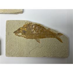 Three fossilised fish (Knightia alta) each in an individual matrix, age; Eocene period, location; Green River Formation, Wyoming, USA, largest matrix H9cm, L15cm