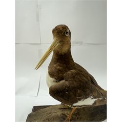 Taxidermy; Oystercatcher (Haematopus ostralegus), stoop upon driftwood upon a stepped wooden base, H35cm 