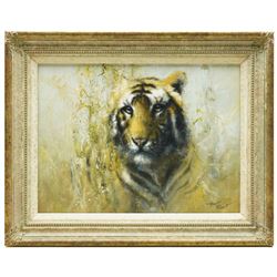 Tony Forrest (British 1961-): Study of a Tiger, oil on canvas signed 29cm x 39cm