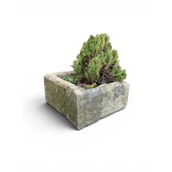 19th century hewn stone planter of square form, planted 