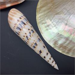 Conchology: selection of shells, including gold pearl oyster shell, mother of pearl turbo marmaratus shell, Cypraecassis Rufa red helmet shell, Mitre shell, Paua shell and others, largest D19cm