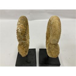 Pair perisphinctes ammonite fossils, each individually mounted upon a rectangular wooden base, age; Middle Jurassic location; Madagascar 