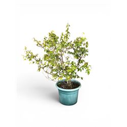 Camellia tree, planted in large circular plastic tub