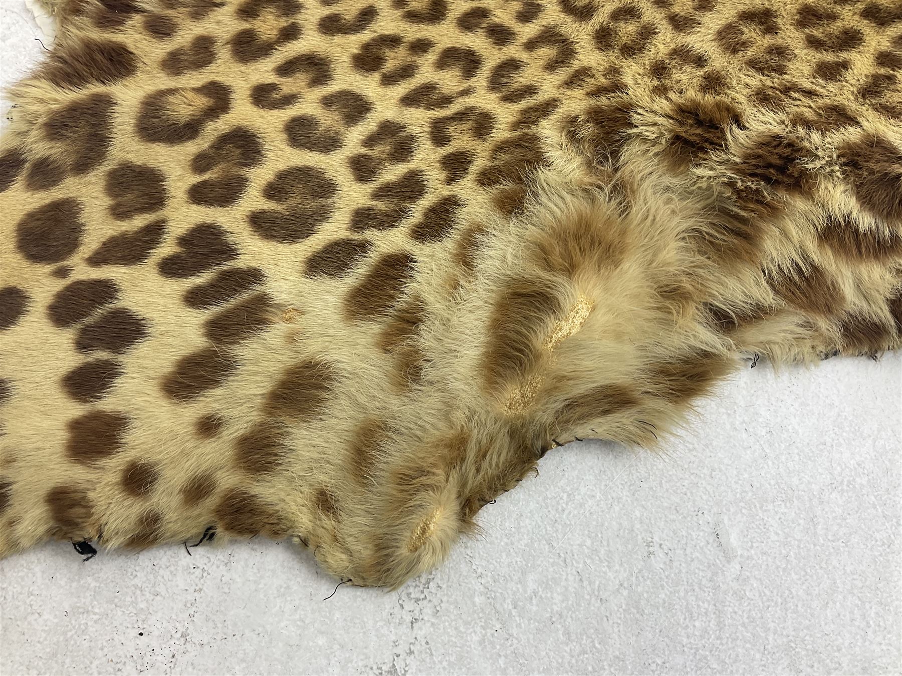 Taxidermy: Early 20th century Indian leopard (Panthera pardus fusca), adult skin rug with head mount, mouth agape, with limbs outstretched, nose to tail L156cm
