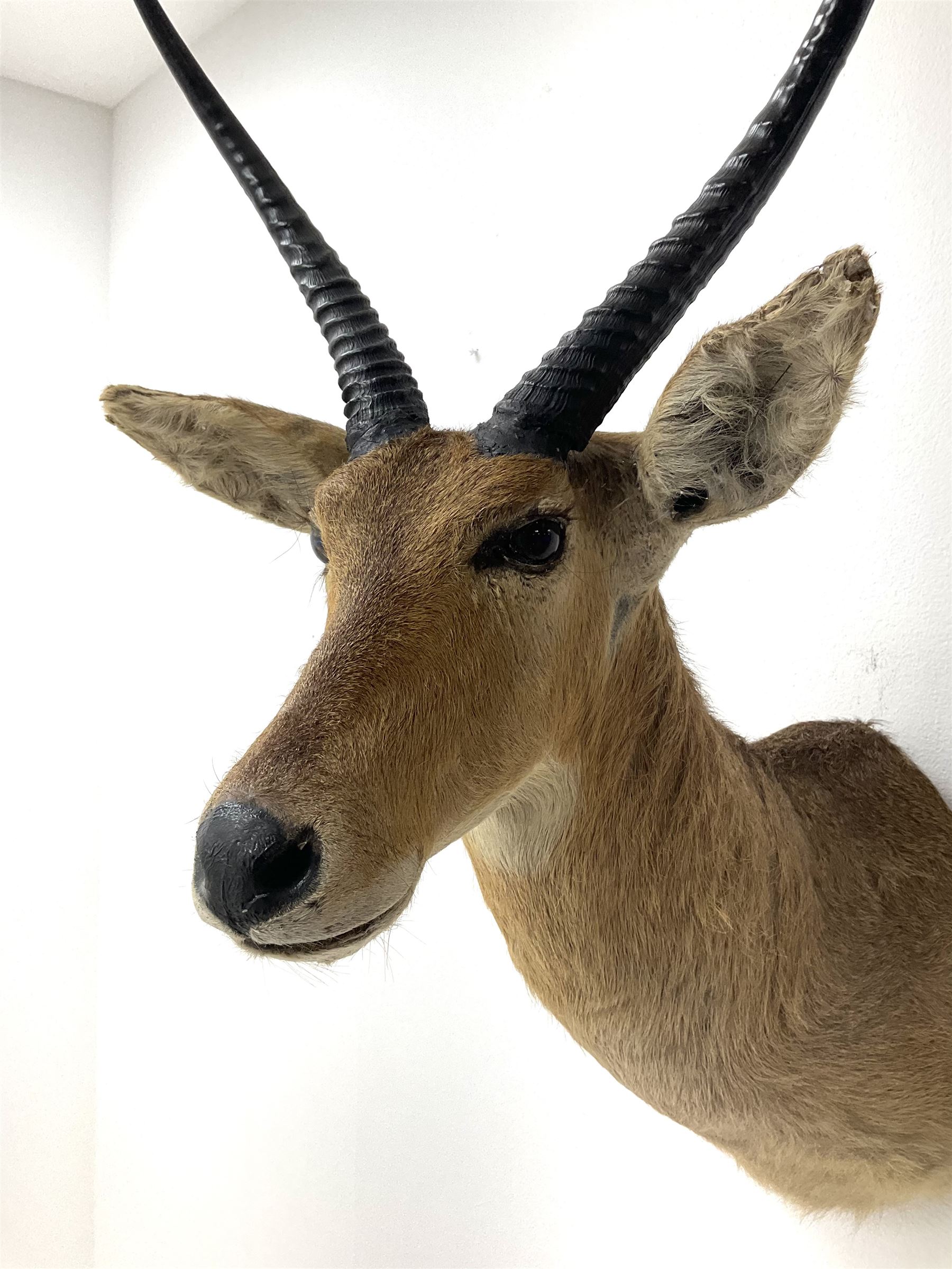 Taxidermy: South African common reedbuck (Redunca Arundinum) male, high quality shoulder mount looking straight ahead, H87cm W38.5 at widest point.  