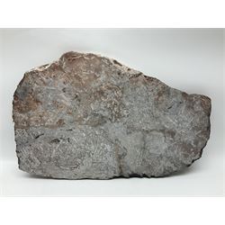 Crinoid sea bed plaque, with two crinoid specimens, probably Scyphocrinites elegans from the Silurian period, H39cm, L61cm