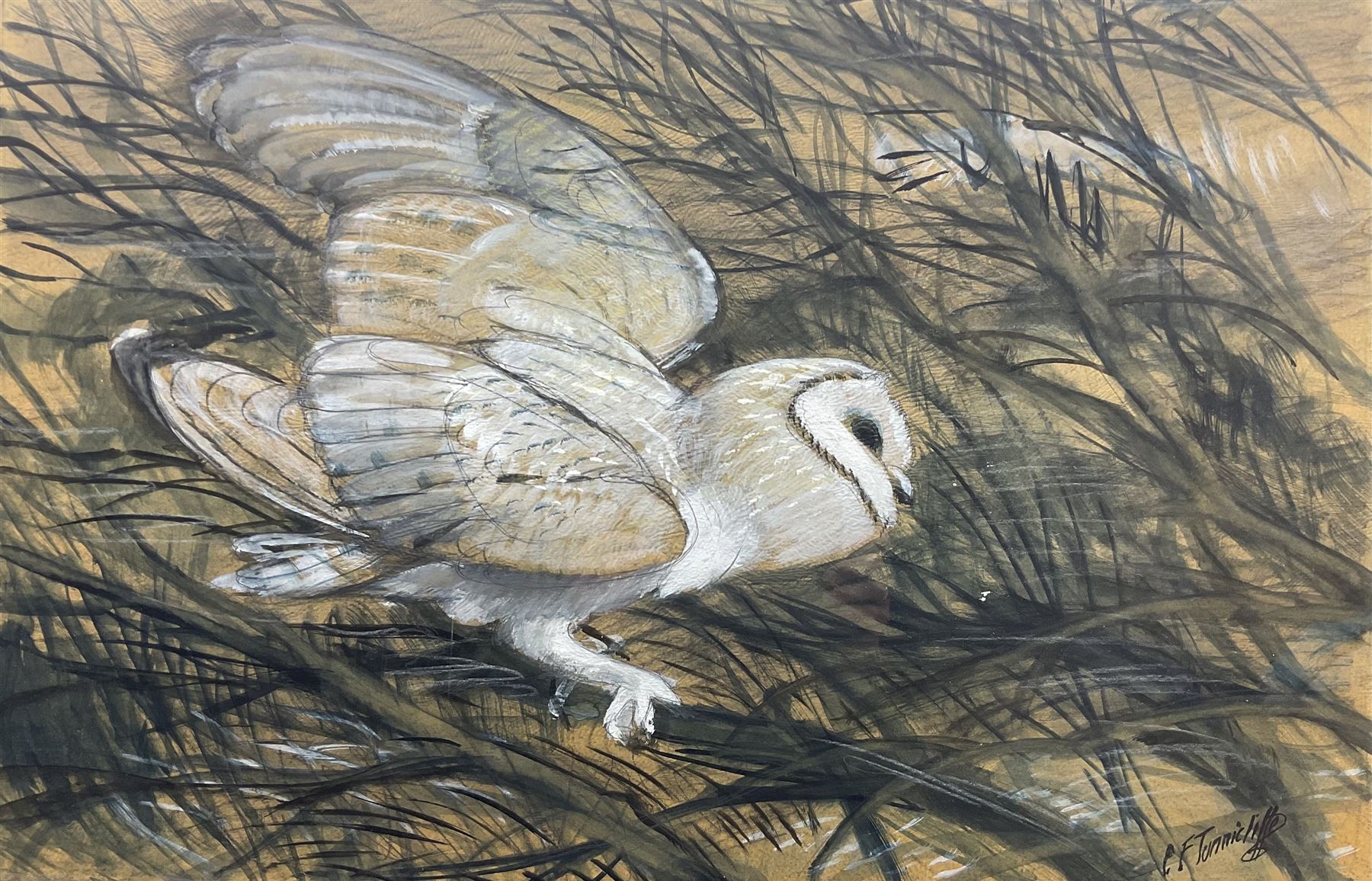 Charles Frederick Tunnicliffe (British 1901-1979): Barn Owl, watercolour gouache charcoal and pencil signed, a preparatory sketch for a larger painting 43cm x 66cm
Provenance: private collection; with Park Lane Galleries, Poynton, Cheshire