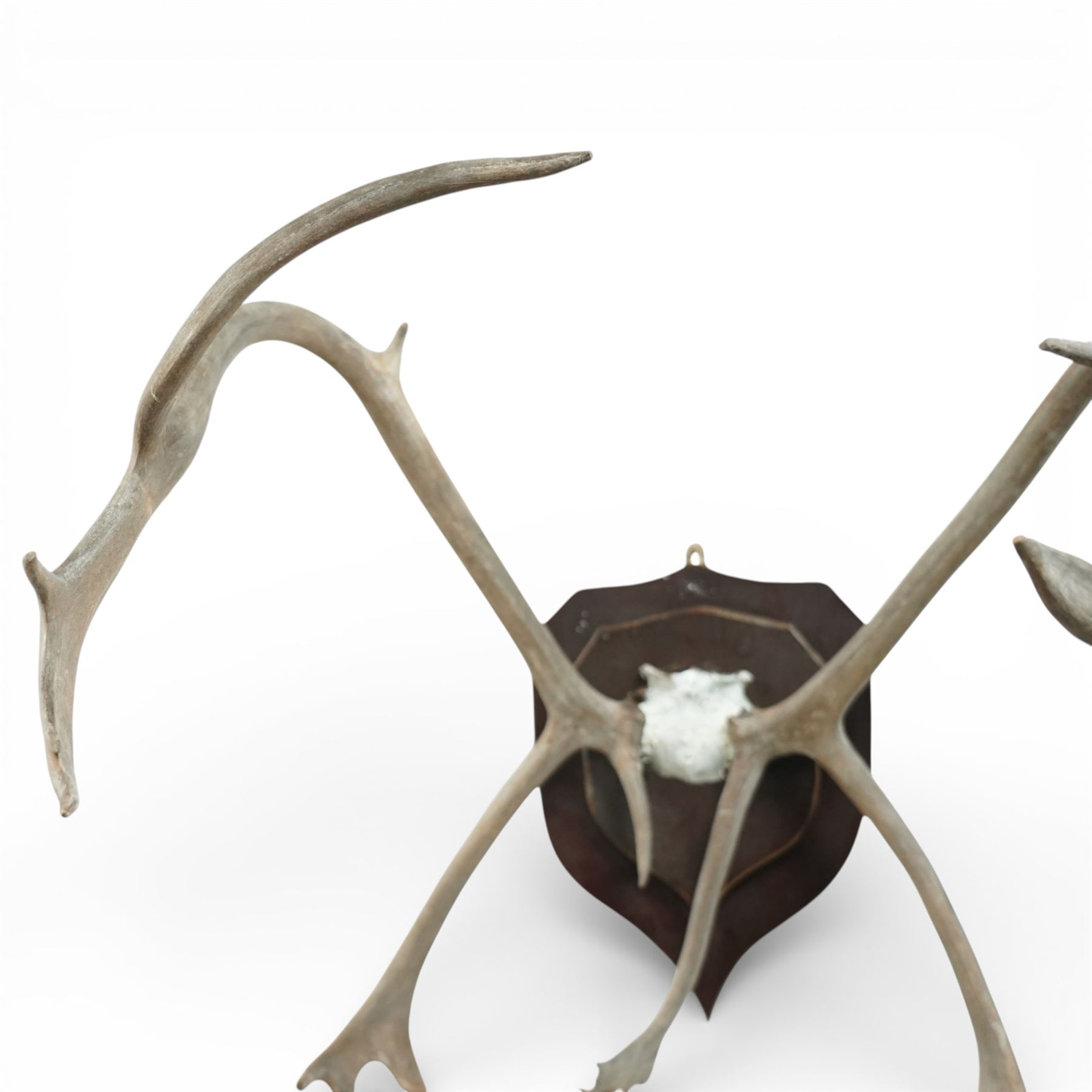Antlers/Horns - Pair of Caribou reindeer (Rangifer tarandus) antlers, with partial skull on wooden shield, W72cm H76cm extension 85cm
