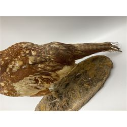 Taxidermy; Ring-necked Pheasant (Phasianus colchicus), adult female mount on open display, together with Pair of Hartebeest (Alcelaphus buselaphus) horns with upper skull, mounter upon a wooden shield, pheasant H40cm 