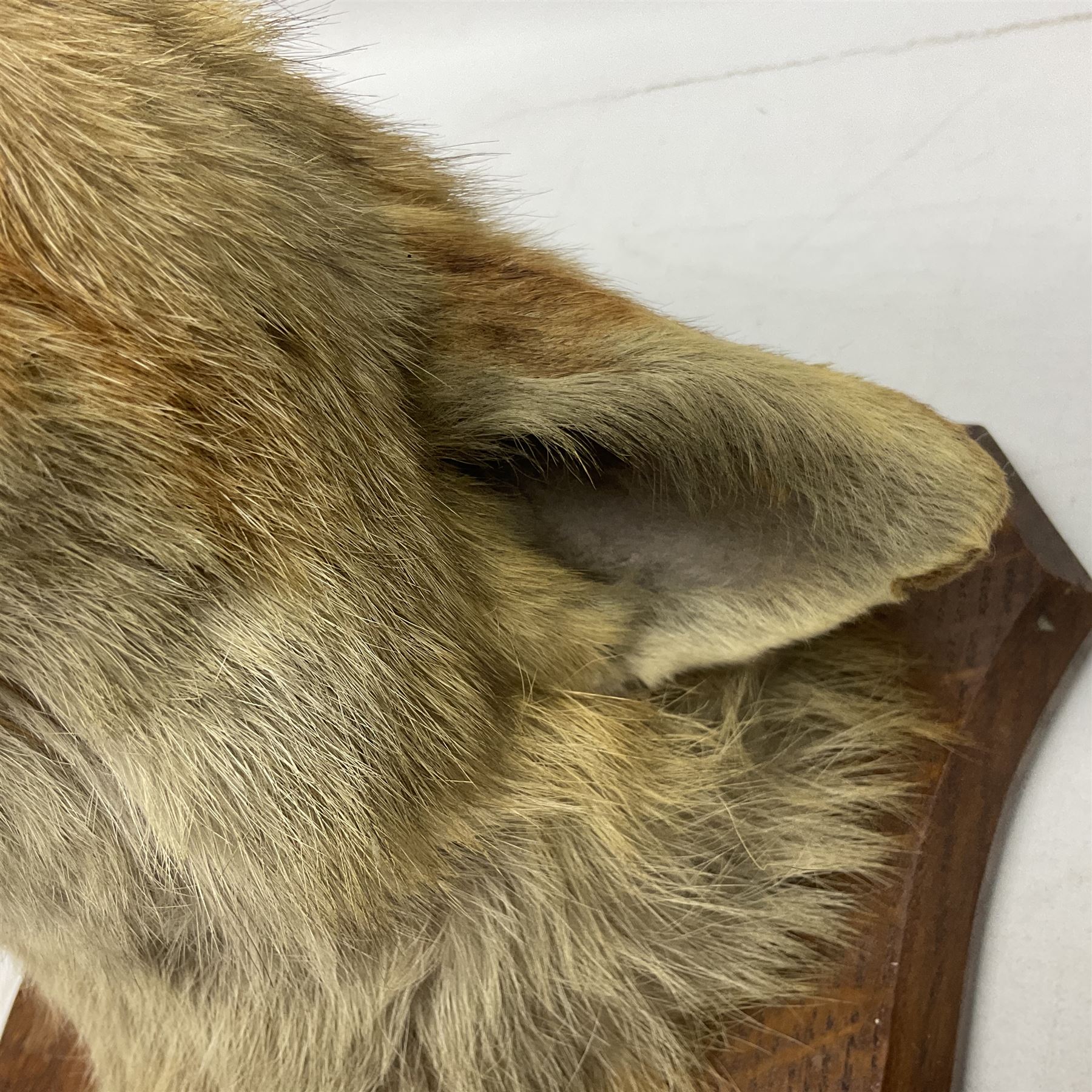 Taxidermy; Red Fox Mask (Vulpes vulpes) by Peter Spicer & Sons, Leamington, head turned to the left in snarling pose on oak shield with plaque 'Old Pumping Station Goathland March 31st 1933'