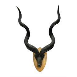 Antlers/Horns: Greater Kudu (Tragelaphus Strepsiceros), Pair of Kudu curved horns on partial skull, mounted on an oak shield, H120cm