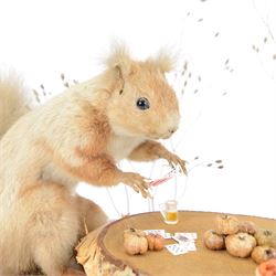 Anthropomorphic Taxidermy: Two red squirrels (Sciurus vulgaris) playing cards, both seated at a woodland table upon a naturalistic base, H34, L41cm